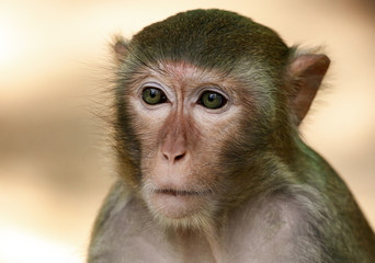 Portrait of a monkey in the park