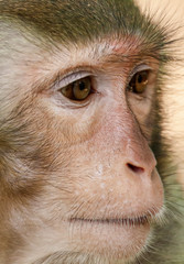 Portrait of a monkey in the park