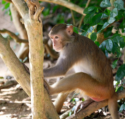 Little monkey on a tree in the park