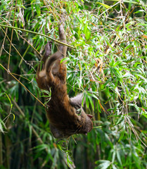 Little monkey on a tree in the park