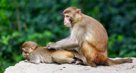 The monkey is looking for lice in the hair