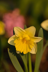 Gelbe Narzisse (Narcissus pseudonarcissus)