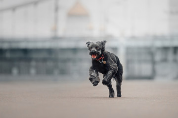 happy grey mixed breed dog running outdoors