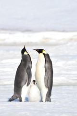 Emperor Penguins with chicks