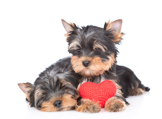 Two Yorkshire Terrier puppies lie together with red heart