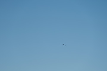 A lonely crane searches for her home