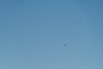 One crane soars in the sky