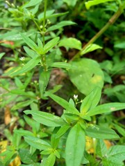 Hedyotis corymbosa in nature background. Useful in gastric irritability, nervous depression, liver complaints, tonsillitis, pharyngitis, bronchitis, pneumonia, mumps, appendicitis, hepatitis, ulcers