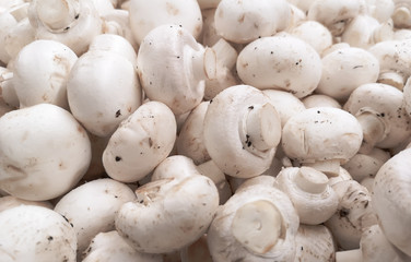 White champignons on a shelf in a store