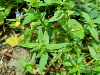Hedyotis corymbosa in nature background. Useful in gastric irritability, nervous depression, liver complaints, tonsillitis, pharyngitis, bronchitis, pneumonia, mumps, appendicitis, hepatitis, ulcers