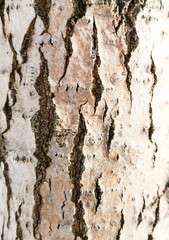 Bark on a pine tree as abstract background