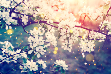 Beautiful apple blossom. Sunset sunlight. Spring background with soft focus.