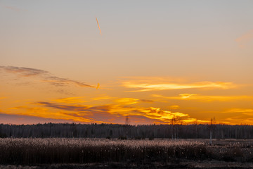 Novaraistis swamp overgrown with cattail plants
