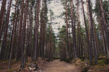 Obraz premium forêt