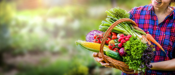 Basket with fresh vegetables (cabage, corn, carrots, cucumbers, radish, tomatoes) in farmer hands....