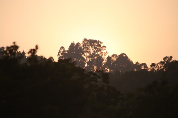 Obraz premium tree in the sunset