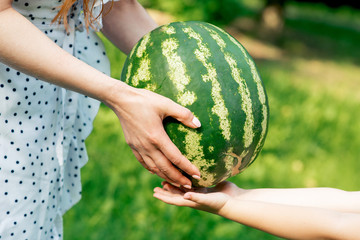 Whole watermelon in hands.