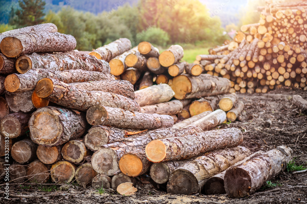 Wall mural Forest pine and spruce trees. Log trunks pile,  the logging timber wood industry.