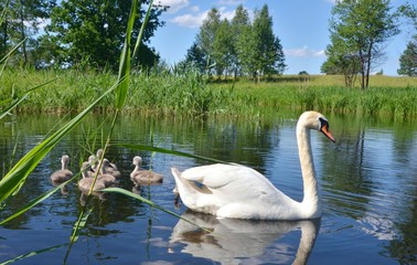 łabędź © Marzena