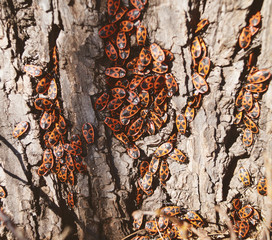 A lot of red beetles on the bark tree in spring macro photo