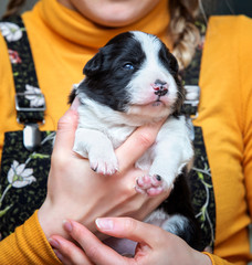 Adorable border collie puppy being held by female, eyes open