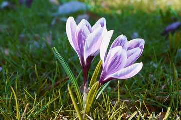 two of the purple saffron flower spring forest flowers seasonal detail macro photo
