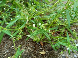 Hedyotis corymbosa in nature background. Useful in gastric irritability, nervous depression, liver complaints, tonsillitis, pharyngitis, bronchitis, pneumonia, mumps, appendicitis, hepatitis, ulcers
