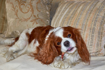 Adorable Cavalier King Charles spaniel chewing a snack