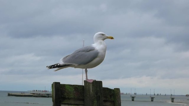 profile of Seagull standing On a wooden pillar At Beach of baltic sea.