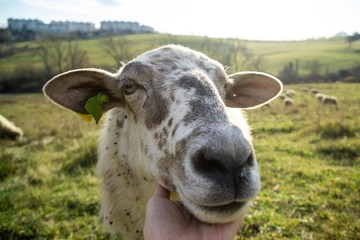 Friendly sheep from the herd cuddling with the woman's hand on the meadow. Slovakia