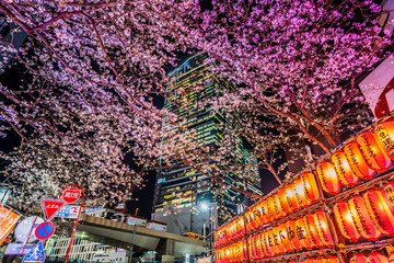 東京 渋谷 夜桜と高層ビル ~  Tokyo Shibuya night cherry blossoms and skyscrapers ~