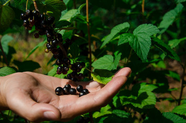 Gardening. The man's hand collects blackcurrant berries from a green bush