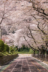 陸上トラックと美しい桜のある風景 愛知県名古屋市栄 2018年 3月