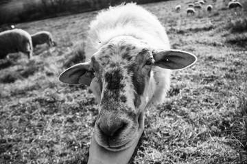 Friendly sheep from the herd cuddling with the woman's hand on the meadow. Slovakia