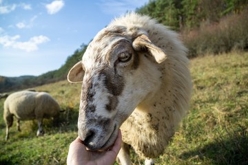 Friendly sheep from the herd cuddling with the woman's hand on the meadow. Slovakia