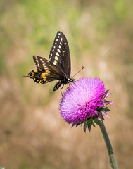 Black swallowtail butterfly on a thistle flower in a sunny meadow