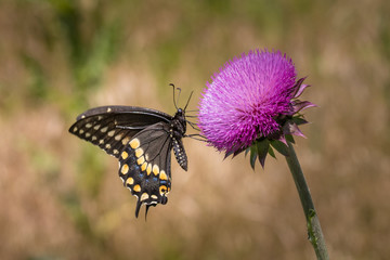 Black swallowtail butterfly on a thistle flower in a sunny meadow