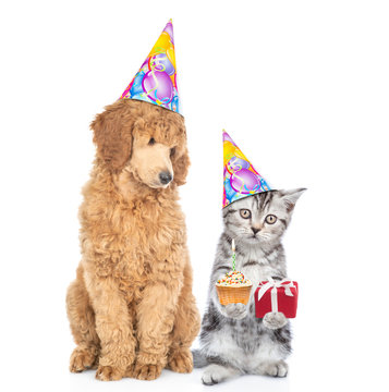 Dog and kitten wearing birthday`s hats. Cat holds gift box and cupcake with burning candle. isolated on white background
