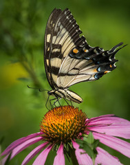 A tiger swallowtail butterfly feeds on an echinacea flower