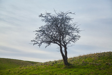 A solitary tree in a field in the Phoenix Park, Dublin, Ireland