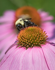An eastern bumblebee in a field of echinacea flowers