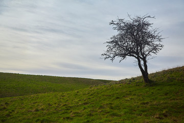 Fototapeta premium A solitary tree in a field in the Phoenix Park, Dublin, Ireland