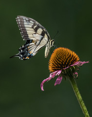 A tiger swallowtail butterfly feeds on an echinacea flower against a blurred green background