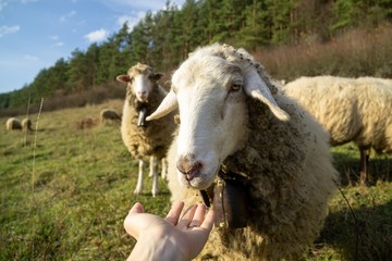 Obraz na płótnie Canvas Friendly sheep from the herd cuddling with the woman's hand on the meadow. Slovakia
