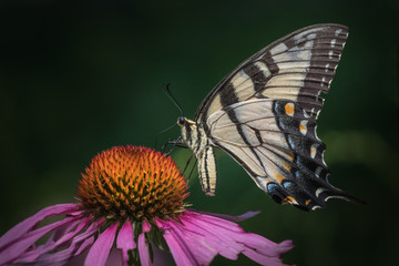 Naklejka premium Portrait of a tiger swallowtail butterfly feeding on an echinacea flower
