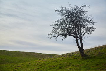 Obraz premium A solitary tree in a field in the Phoenix Park, Dublin, Ireland