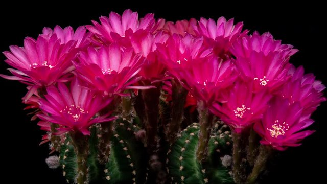 Hot-Pink Colorful Flower Timelapse of Blooming Cactus Opening / 4k fast motion time lapse of a blooming cactus flower.