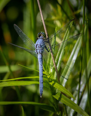 A blue dasher dragonfly rests momentarily on a reed in the wild