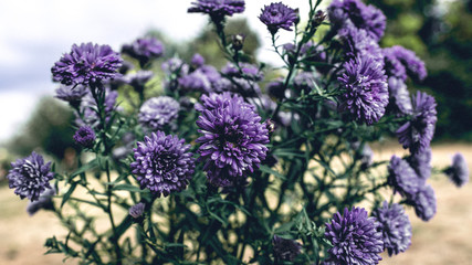 Fioletowe Kwiaty © Dariusz