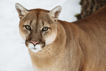 Portrait of a cougar, puma, panther, Winter scene in wild life